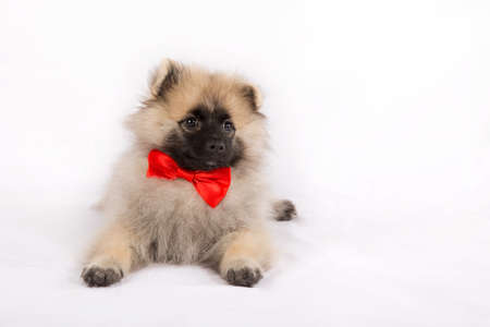Funny puppy in a red bow tie on a white backgroundの写真素材