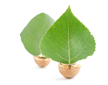 boats walnutsの写真素材