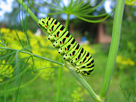 Bright green caterpillar on a plantの写真素材