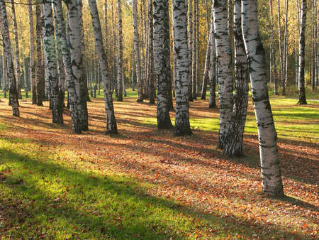 Autumn in the parkの写真素材