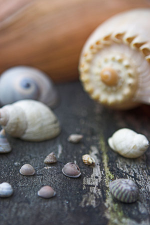 Assorted seashells - shallow depth of field
