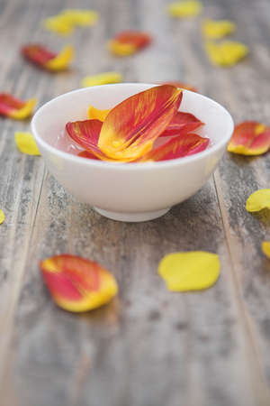 Tulip petals in essential essence with petals around (aromatherapy/alternative therapy concept)  - shallow dofの写真素材