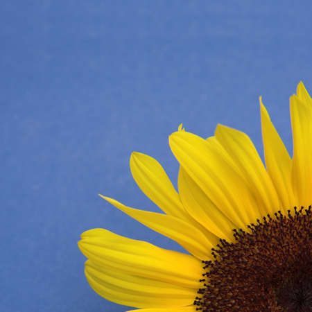 Sunflower on blue background (corner cropped)の写真素材