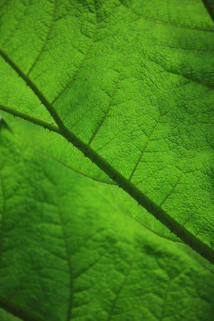 Close up of a backlit giant leaf - shallow dofの写真素材
