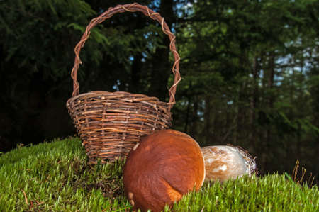 Slippery jack and a brown basketの写真素材