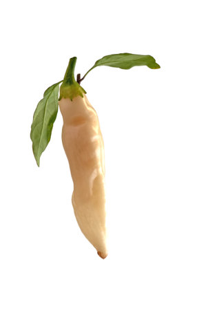 Hot white chilli and leaf.