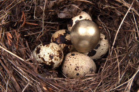 Golden shiny egg in birdnest.の写真素材