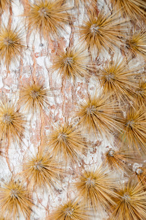 Yellow thorn on white bark surfaceの写真素材