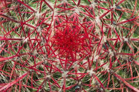 Large red thorn on a big cactus