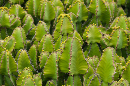 Many light green cactus with yellow flowerの写真素材