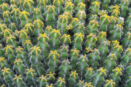 Many light green cactus with yellow flowerの写真素材