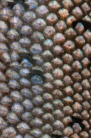 A nice fish with beautiful colored scalesの写真素材