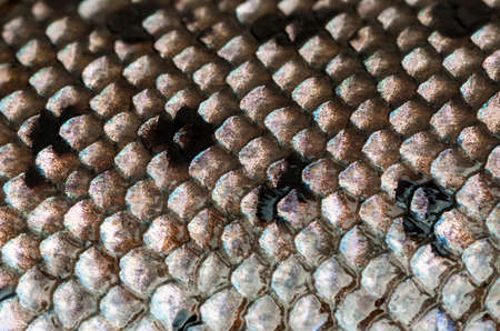 Fresh wet silver and black fish scales.の写真素材