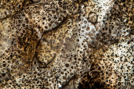 Nice leather peace in a microscop viewの写真素材