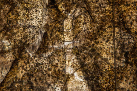 Dark art work wiht many cells and lines.の写真素材