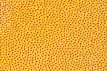A yellow fungus surface with many small holesの写真素材