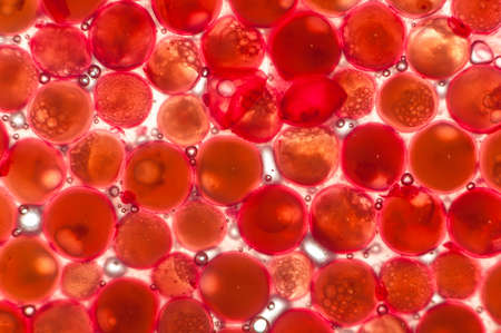 Many small fish eggs in cold waterの写真素材