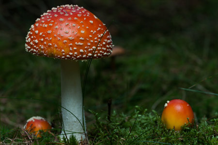 Red toxic mushroom growing in the forest