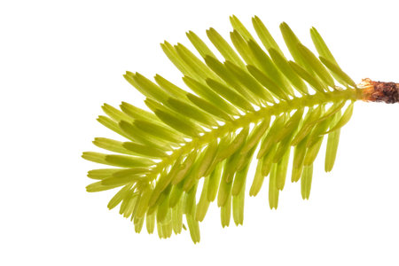 Fine small and fresh fir twig over a white background