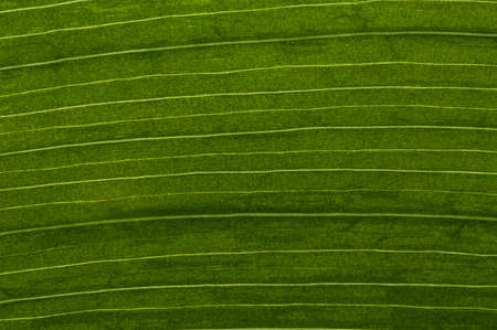 Clouseup picture on a fresh leaf with symmetrical linesの写真素材