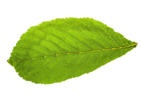 Green spring leaf in a clouse-up photo. Isolated over a wwhite backgroundの写真素材