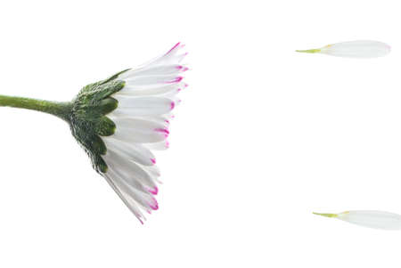 Daisy flower in a summer storm, over a white backgroundの写真素材