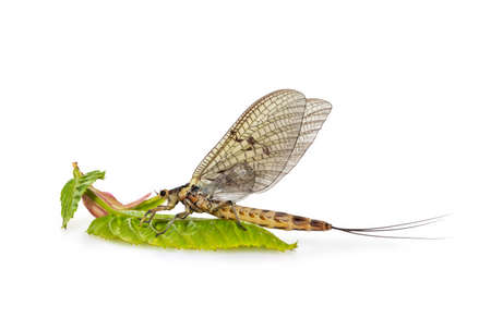 Beautiful mayflie resting on a small spring leafの写真素材