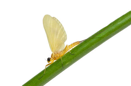 A yellow mayflie resting on a green rushの写真素材