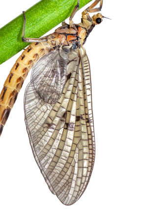 A big mayflie resting on a green rushesの写真素材