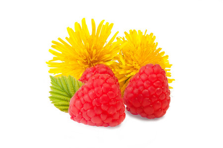 Nice red raspberries with yellow spring flower