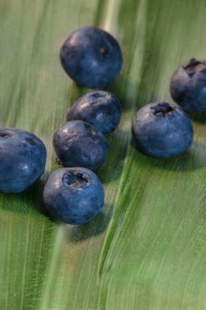 A group of delicious blueberries laying on a green leafの写真素材