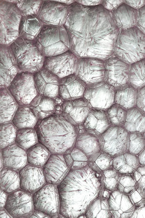 A beautiful micro structure with many bubbles