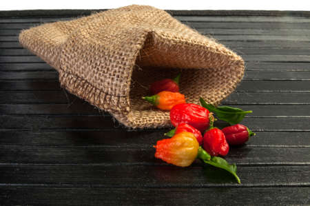 Small fine chili in a bagの写真素材