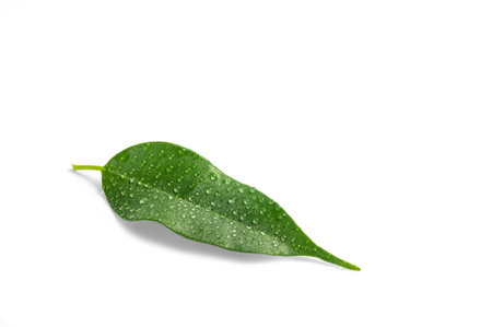 Small leaf with water drops