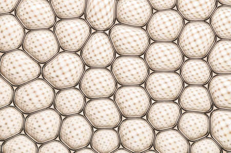 A beautiful pattern with many small cellsの写真素材