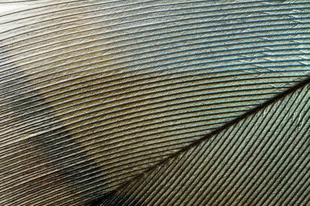 A beautiful feather in a macro photoの写真素材