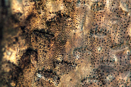 A beautiful skin with a good camouflageの写真素材