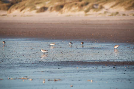 Small bird looking for food on the beachの写真素材
