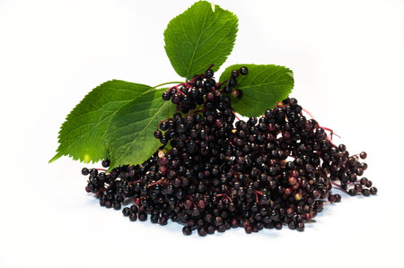 A beautiful cluster of nice elderberry