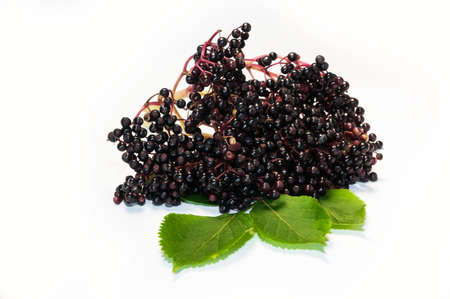 A beautiful cluster of nice elderberryの写真素材