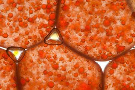 living cells in a macro photoの写真素材