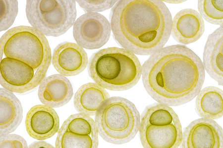 A group of light green circle makes a beautiful patternの写真素材