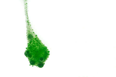 A green cloud of many small green bubbles.の写真素材