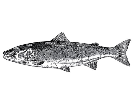 Black and white drawing of a salmonの写真素材