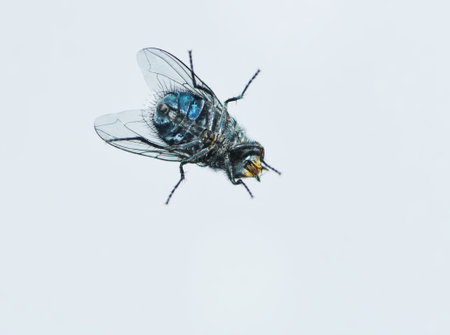 A fly seen from below. Gray background.の写真素材