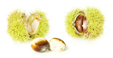 chestnuts on white backgroundの写真素材
