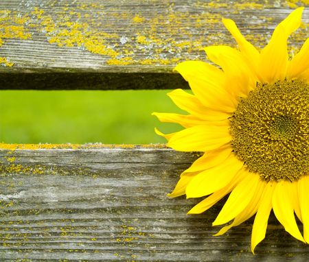 sunflower between wooden beamsの写真素材