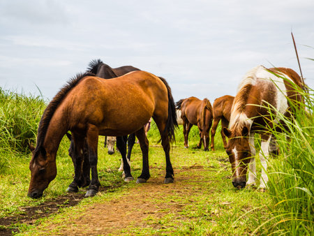 Yongnooni ascensionの写真素材