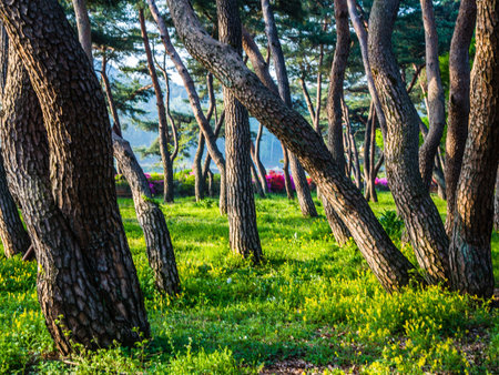 pinetree