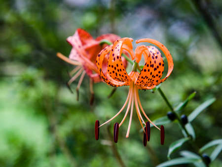 Summer feeling -04の写真素材